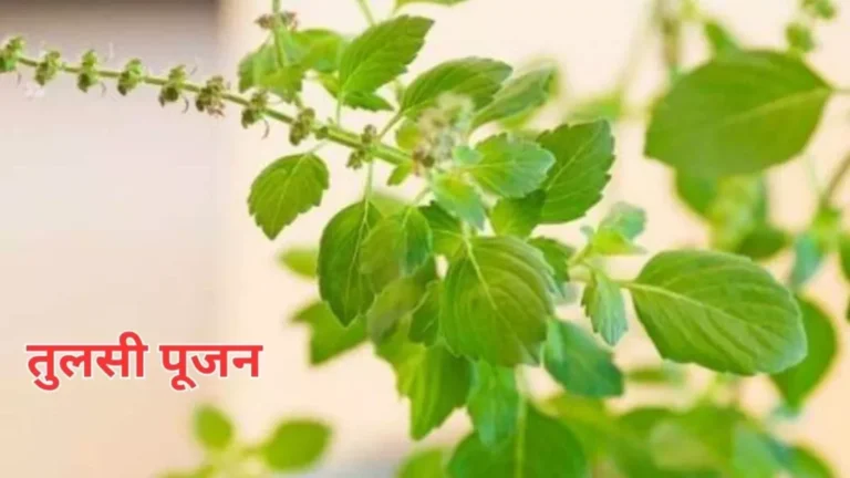 Tulsi Pujan Diwas 2023: To Please Goddess Lakshmi Recite This Strong Stotra on Tulsi Puja Day