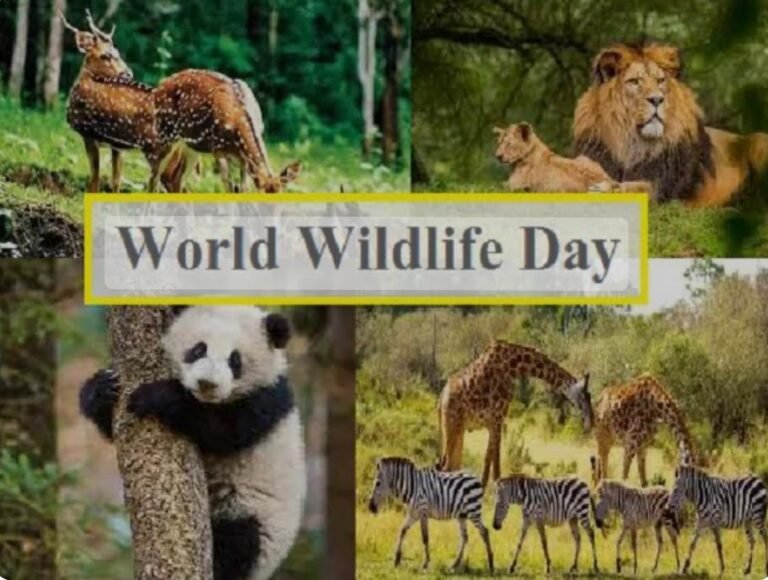 World Wildlife Day: Explore India’s Remarkable Fauna World Wildlife Day: Explore India’s Remarkable Fauna