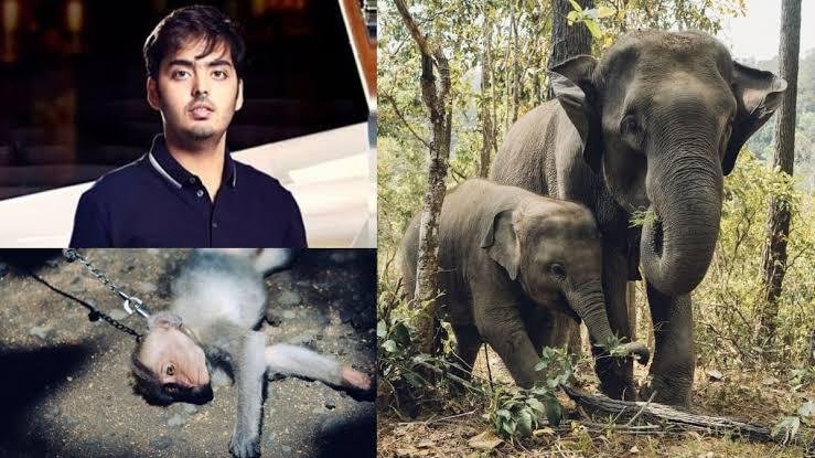 Vantara, Anant Ambani’s ambitious wildlife sanctuary in Jamnagar