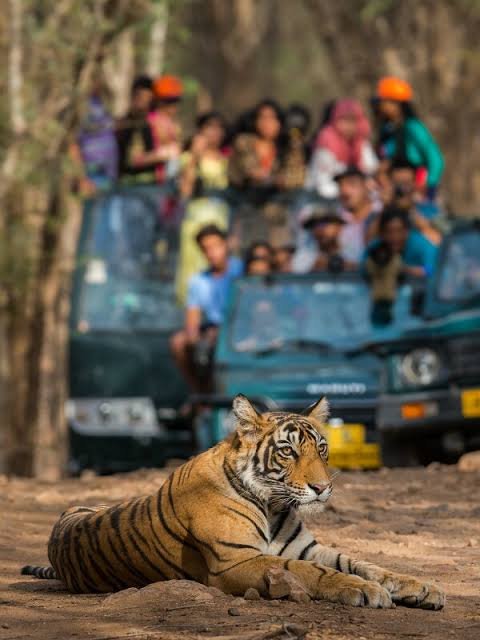 Supreme Court bans tiger safaris in core areas of Jim Corbett National Park